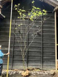 2025年最新】アオダモ 山採りの人気アイテム - メルカリ