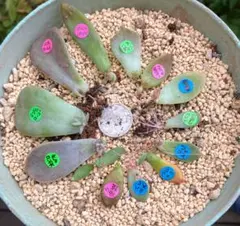 多肉植物 ラブリーローズ 鉢ごと 葉挿し メルカリ便 2025年最新】ピンクラブリーローズ 多肉の人気アイテム - メルカリ