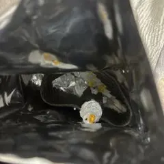 デアゴスティーニ　スーパーアニマルアンドコ　ハクトウワシ　未使用のびーるおもちゃ