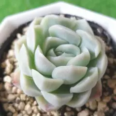 リラさま専用 速達発送 エケベリア ラズベリーアイスHyb 根付き