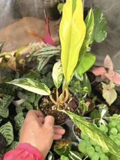 2025年最新】フィロデンドロン キャラメルマーブルの人気