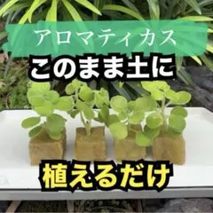 アロマティカス　まとめ売り　4苗　無農薬