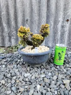 イワヒバ レア品種《 華牡丹 》 岩松 巻柏 古典園芸植物 盆栽10年物