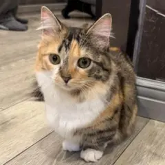 専用ページ