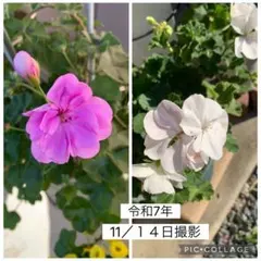 2026年最新】クルミ 苗の人気アイテム - メルカリ