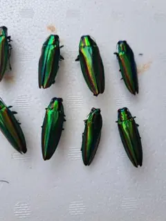 2025年最新】玉虫 標本の人気アイテム - メルカリ