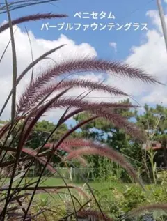 ❤️専用出品❤️✨メルカリ便✨クリスペートビューティー  ❤️抜き苗❤️パープル札 2025年最新】クリスペートビューティーの人気アイテム - メルカリ