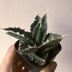 アガベ　チタノタ　オテロイ　包心龍　コンパクト　2頭　発根済み　OC株　18 アガベ チタノタ 