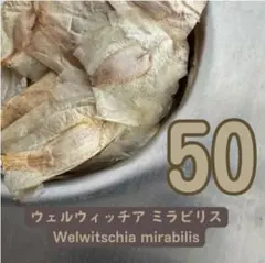や*様 B05種子50粒奇想天外 ウェルウィッチア ミラビリスのサムネイル