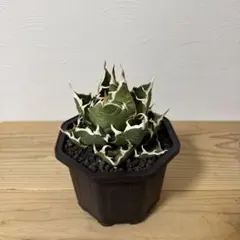 2025年最新】アガベ鬼爪の人気アイテム - メルカリ