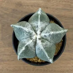 大玉球体】アストロフィツム鸞鳳玉 国内実生 塊根植物 サボテン - メルカリ