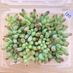 100 多肉植物　多肉弁当　詰め合わせ　寄せ植え　セット　カット苗　乙女心
