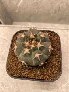 2026年最新】天平丸の人気アイテム - メルカリ