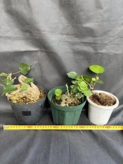 2025年最新】オオハマボウの人気アイテム - メルカリ