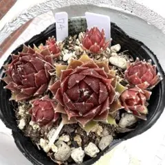 多肉植物 センペルビウム ダラス No.24【青】 - メルカリ