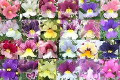 2026年最新】花の種の人気アイテム - メルカリ