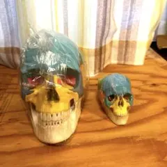 #212 頭蓋骨モデル 脳部品付き 212 頭蓋骨モデル 脳部品付き - メルカリ