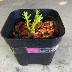 Rick様 リクエスト 2点 まとめ商品