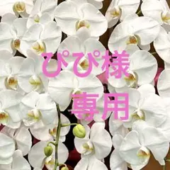 こちらは専用です❣️
