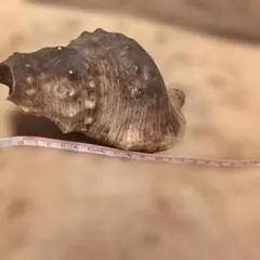 自然の茶色い螺旋貝殻 約15cm