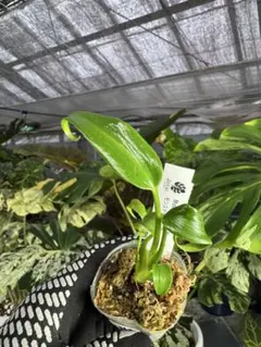 t*i様 モンステラデリシオーサバールマルクスフレームベアルート発根済美株 モンステラ 'バールマルクスフレイム(フレーム)' 3号鉢 TC株 順