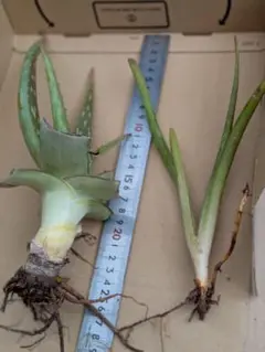 アロエベラ写真の中から大小の２苗です。値下げしました。