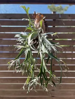 2025年最新】月光 ビカクシダの人気アイテム - メルカリ