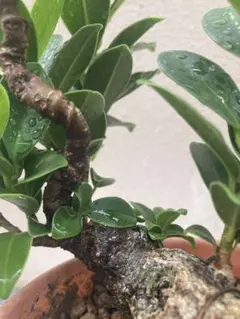 Schefflera 'Compacta ' 盆栽 シェフレラ 古木 - メルカリ