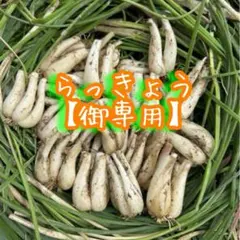 鹿児島県産砂丘らっきょう 2kg - メルカリ