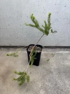 たぬきときつね様 リクエスト 3点 まとめ商品