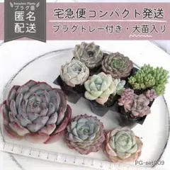 多肉植物 カット苗 プラグ苗セット 寄せ植え エケベリア｜PG-set009