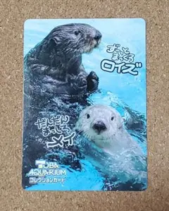鳥羽水族館コレクションカード 第二弾 ラッコ メイ キラ ロイズ レア