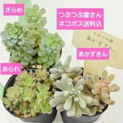 2025年最新】つぶつぶ屋 あられの人気アイテム - メルカリ