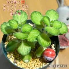 アロマティカス　ライムシャワー　G対策に‼️ 抜き苗　根付き　2本　だるまさん