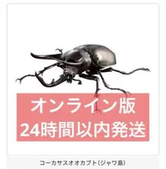 オンライン版　いきもの大図鑑アドバンス　コーカサスオオカブト　ジャワ島