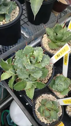 アガベ　シーマニアナxイシスメンシスなど詰め合わせ 子株付き アガベ イシスメンシス 実生株 Agave isthmensis