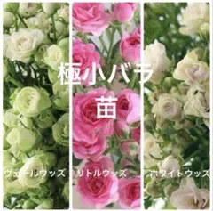 No.73 極小バラ ヴェールウッズ・リトルウッズ・ホワイトウッズ 苗