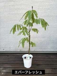特価】エバーフレッシュ 7号135cm 観葉植物 大型 室内 calmcafe - メルカリ