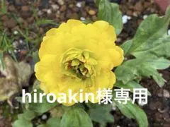 ラナンキュラス ２苗