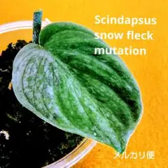 スキンダプサス ボルネオ スノーフレックのおまけ付きL3 - メルカリ