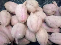 種子島産安納芋L～LLサイズ10キロ 農薬栽培期間中不使用ワケアリじゃない