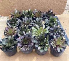 71#観葉植物ア工オニウム錦❤️レッド富士❤️青花磁 ❤️1大頭6子芽