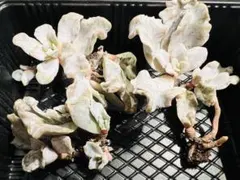 2025年最新】クリスペートビューティの人気アイテム - メルカリ