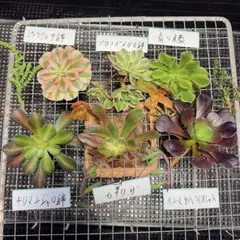 10#多肉植物❤️アエオニウム❤️6種カット苗セット❤️寄せ植え用