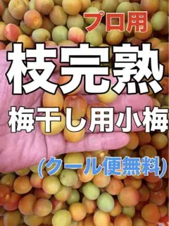 0108プロ用「枝完熟小梅」1kg 梅干し専用❄️クール便発送　キルトパッチ店