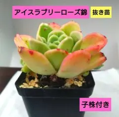 【速達付】❤ラブリーローズ錦 白斑  抜き苗 多肉植物 ♡ラブリーローズ錦 白斑♡斑入り品種 /今だけ！選べるおまけ