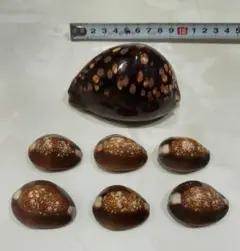 14日まで！まとめ売り　タカラガイ　セット