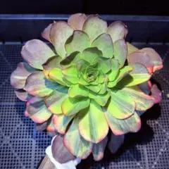 2026年最新】錦 アエオニウムの人気アイテム - メルカリ