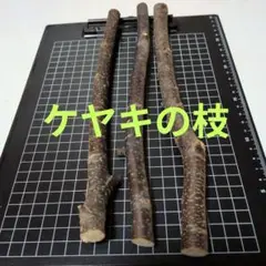 ケヤキの枝　3本セット 約30cm