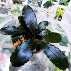 熱帯植物　ブセファランドラsp."AW-No.1"のサムネイル